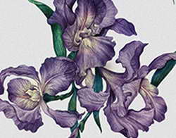 Биолог Глазков сообщил об изменениях в гнездовой активности дятлов в РФ